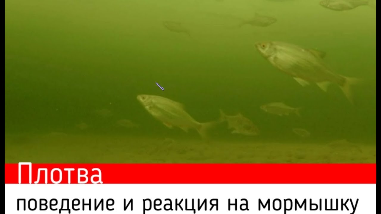 ПЛОТВА ЗИМОЙ. ПОДВОДНЫЕ СЪЁМКИ! КИШИТ!!! Появился агрессор!