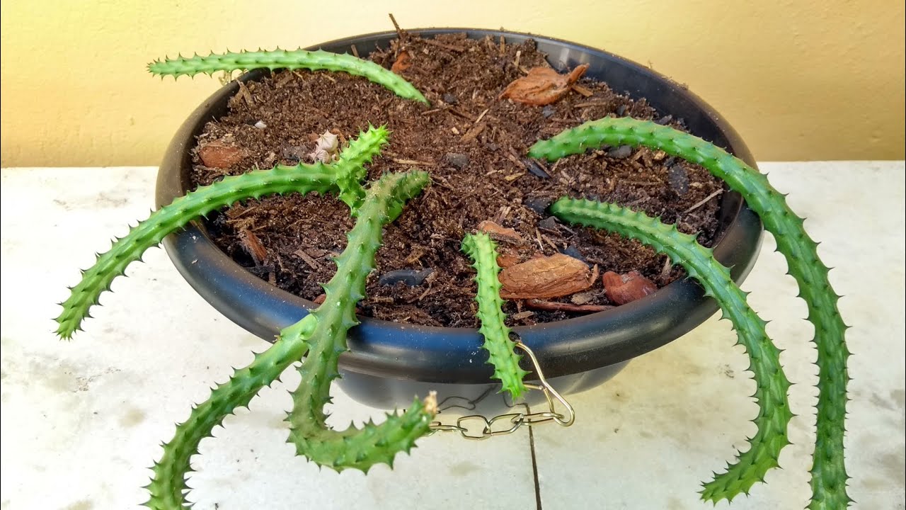 Huérnia - Flor de dragão: como plantar, cuidar e fazer mudas