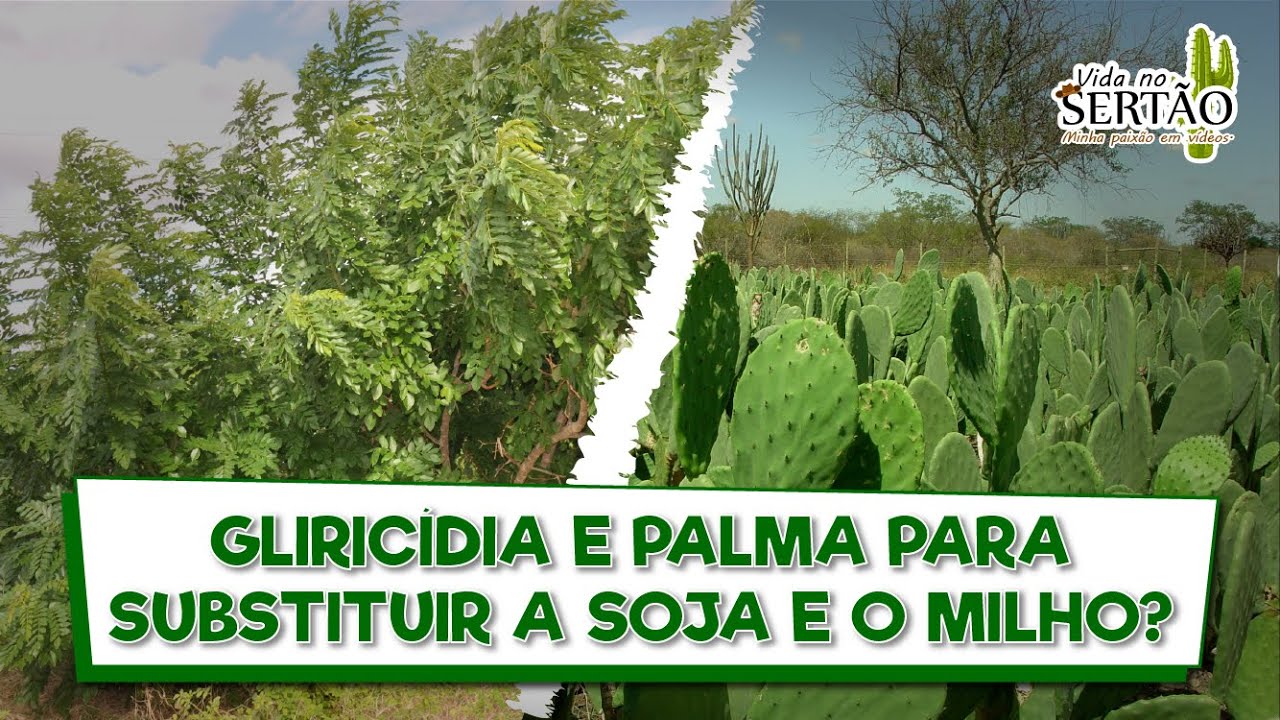 GLIRICÍDIA E PALMA PARA SUBISTITUIR A SOJA E O MILHO?