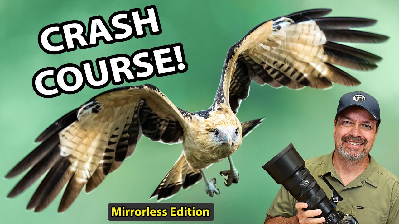 Bird in Flight Photography: The Mirrorless Settings & Techniques That Actually Work