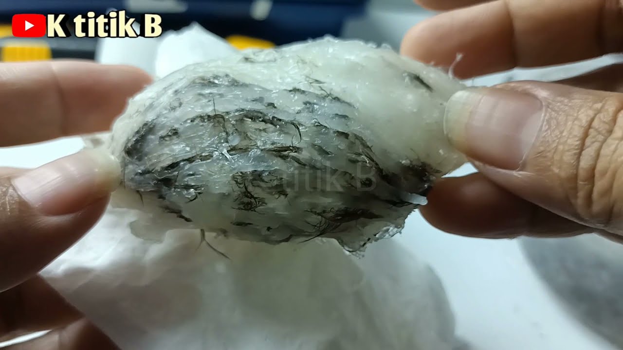 cara membersihkan sarang bulu lebat