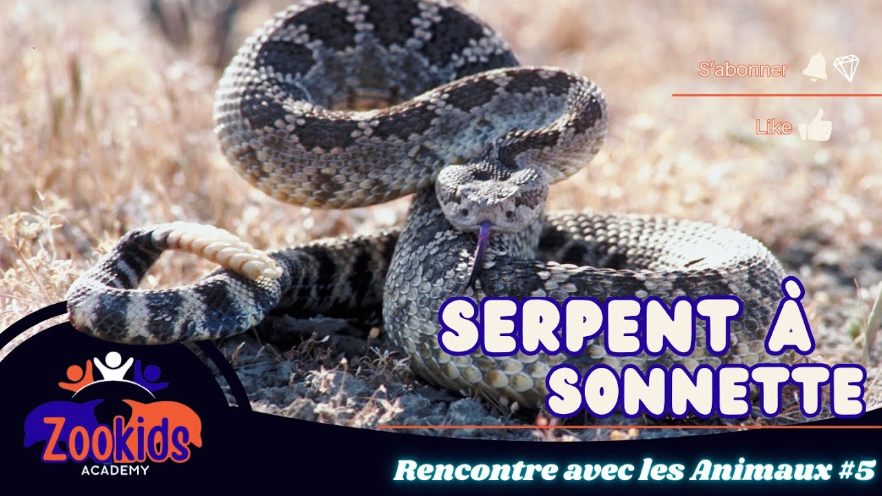 Rencontre avec les Animaux 5 | Serpent à sonnette | Animaux sauvages | éducation pour enfant