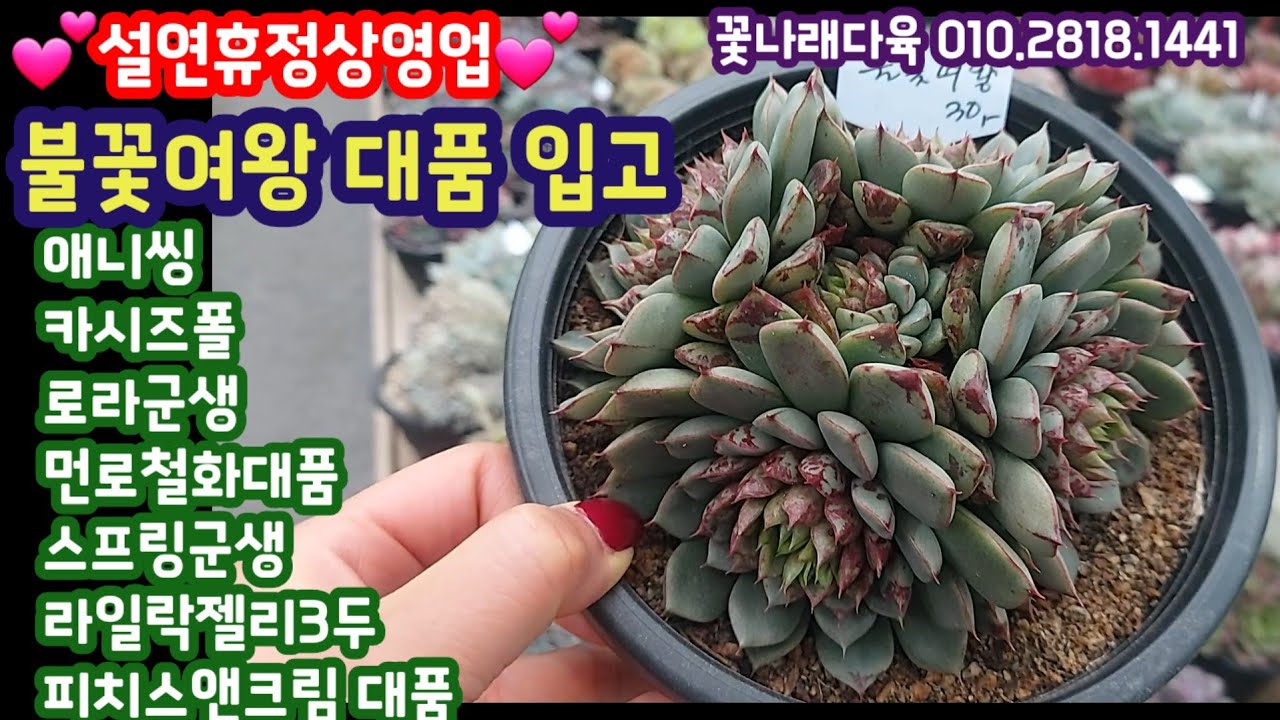 인기최고 불꽃여왕군생 입고💥애니씽,카시즈폴,로라군생,스프링군생,라일락젤리3두, 피치스앤크대품 입고💥꽃나래다육 010.2818.1441 