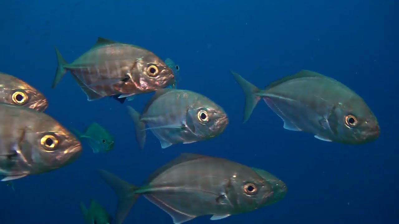 Papau New Guinea Scuba 2023