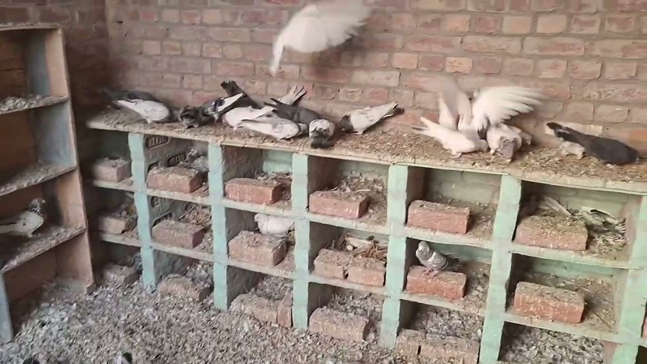 # ❤️🕊🕊🕊❤️🕊❤️👍👍kabutar #pigeon #pigeons #birds #kabootar #pigeonpose #pigeonlove #kabutarbazi #bird