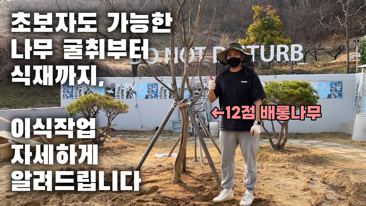 죽은 나무 찾는 방법과 배롱나무 굴취부터 식재까지 아주 자세한강의 / 백일홍 분 뜨는 방법, 흙 뿌리는 방법, 물 주는 방법, 지주대 세우는 방법 까지