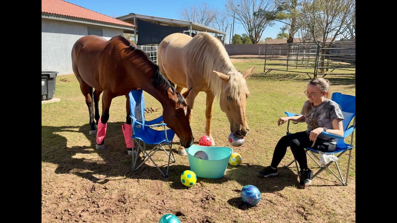 Equine assisted therapy & EAL Icarus Model Activity thumballs in the pasture