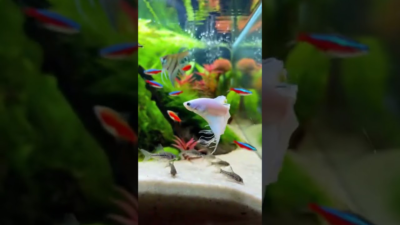 What Kills Fish Slowly