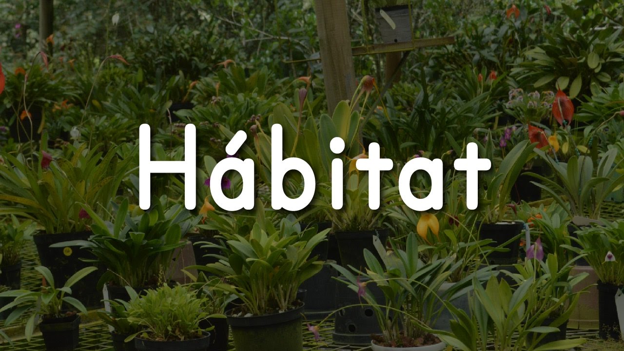 Hábitat para las Orquídeas