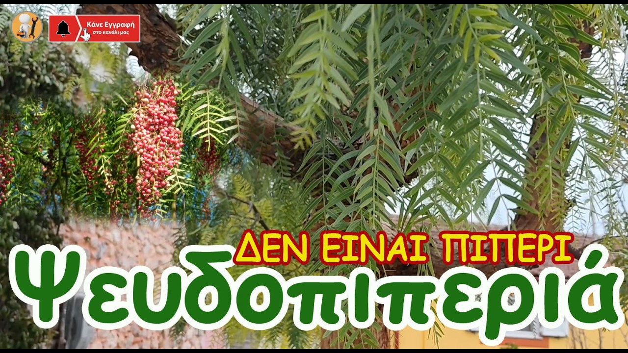 Ψευδοπιπεριά: Πού Φυτεύεται & Τι Προβλήματα Μπορεί να Προκαλέσει
