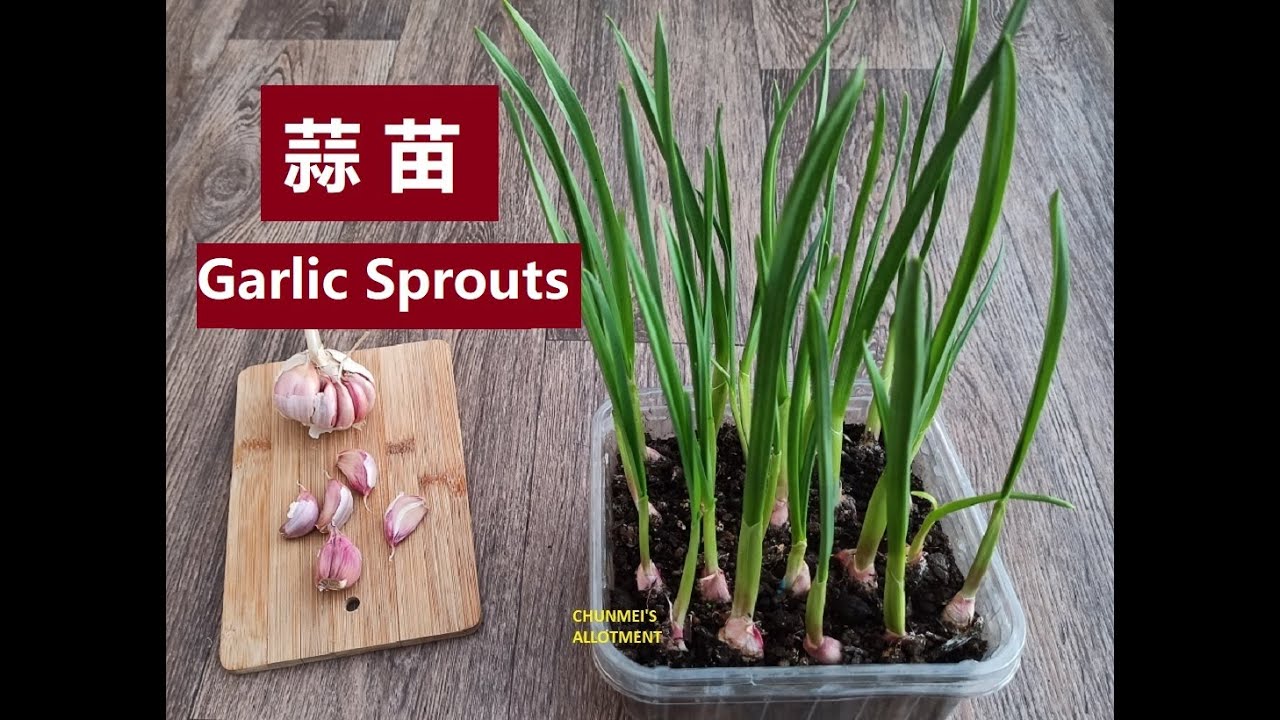 蒜 苗 | 冬天室内种蒜苗 Grow garlic sprout indoor in winter, in Scotland, UK 阳台种蒜苗