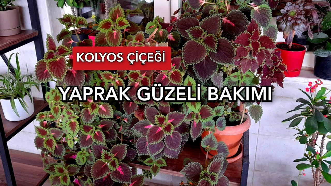 КРАСИВЫЙ УХОД ЗА ЦВЕТКАМИ - KOLYOS FLOWER   🌹#flower care