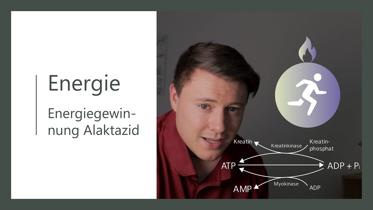 Energiestoffwechsel/ - Alaktazide Energiegewinnung (ohne Laktat) - Teil 1 - Kreatin und Myokinase...