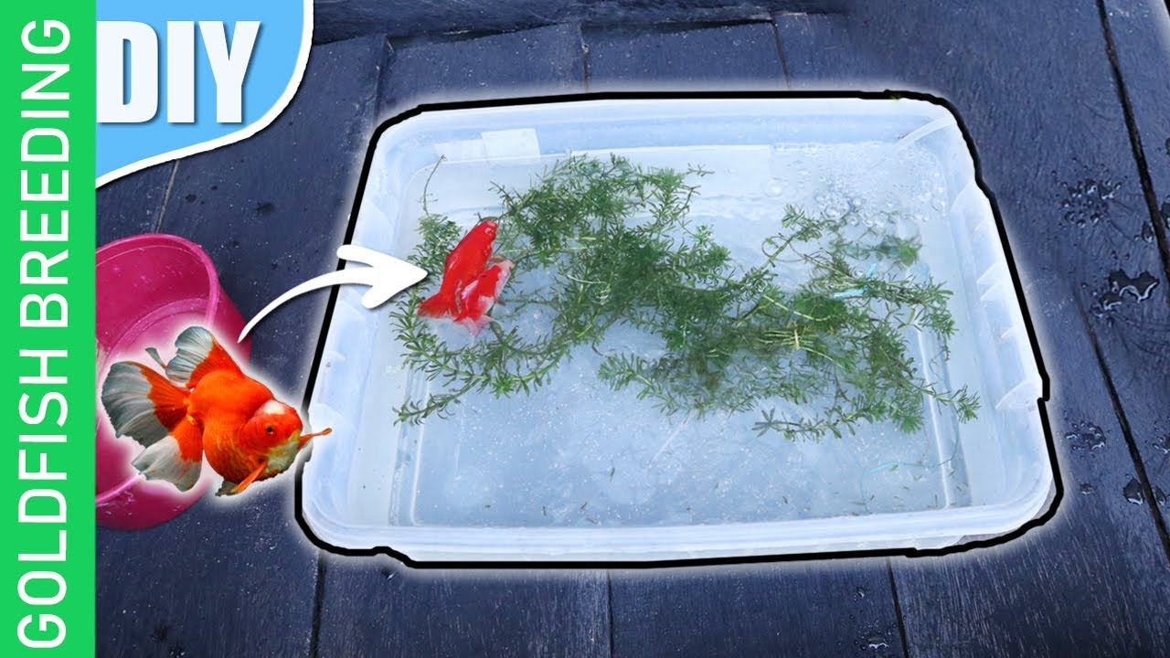 15 шагов своими руками — как разводить золотых рыбок (полное пошаговое руководство)