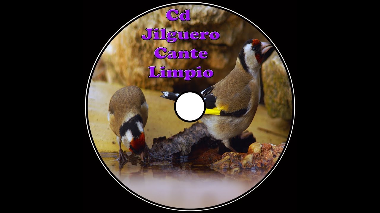 Jilguero Cante Limpio CD
