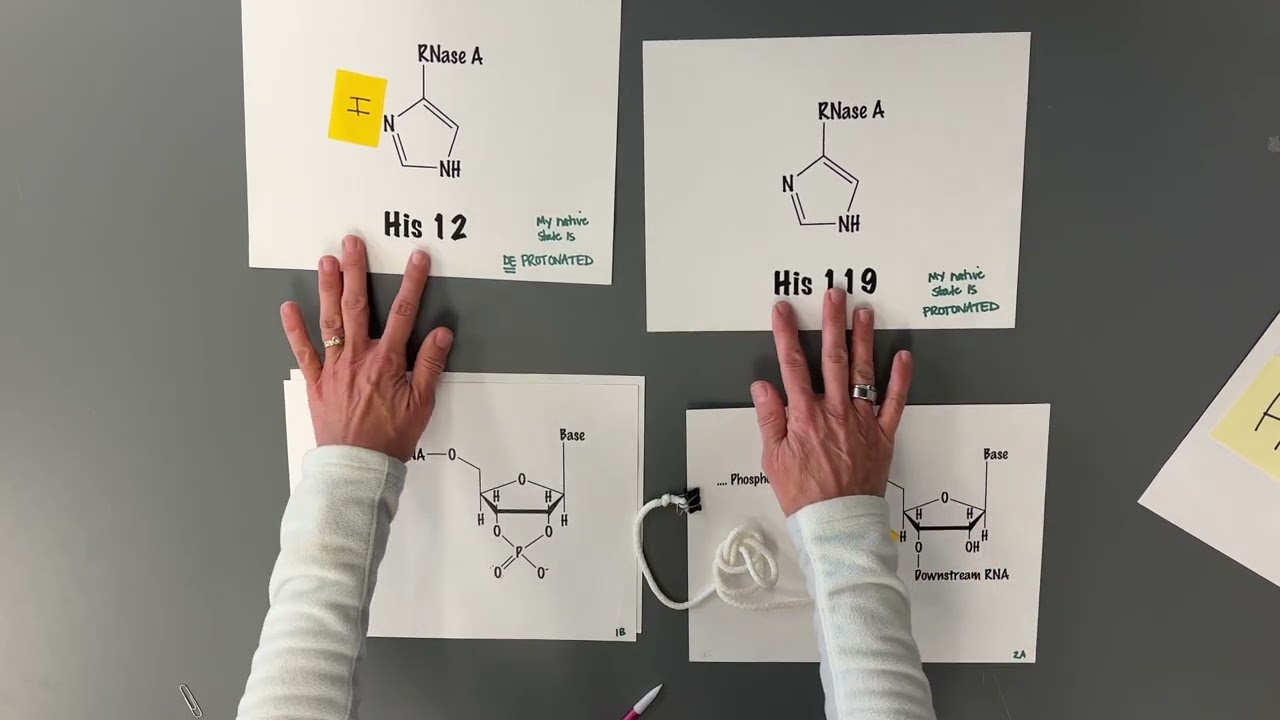 RNase A role play