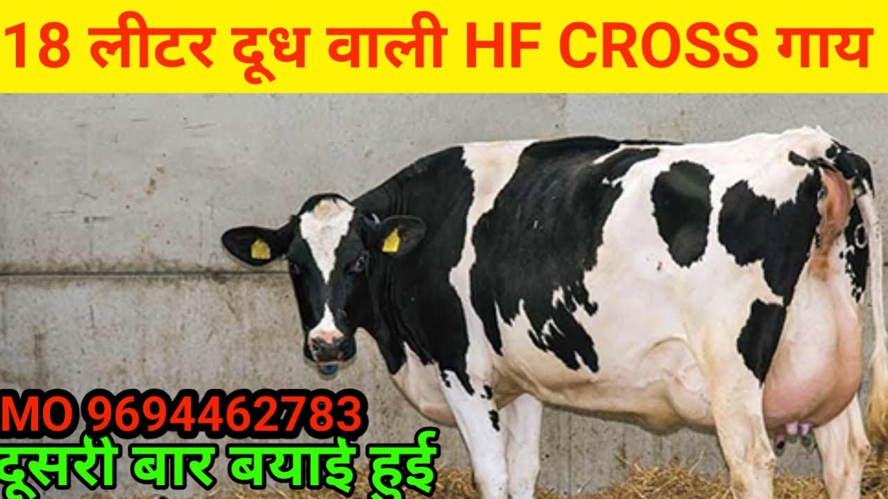 ऊंची लंबी कद-काठी वाली HF Cross गाय | 20 लीटर तक क्षमता | Live वीडियो 🐄🔥