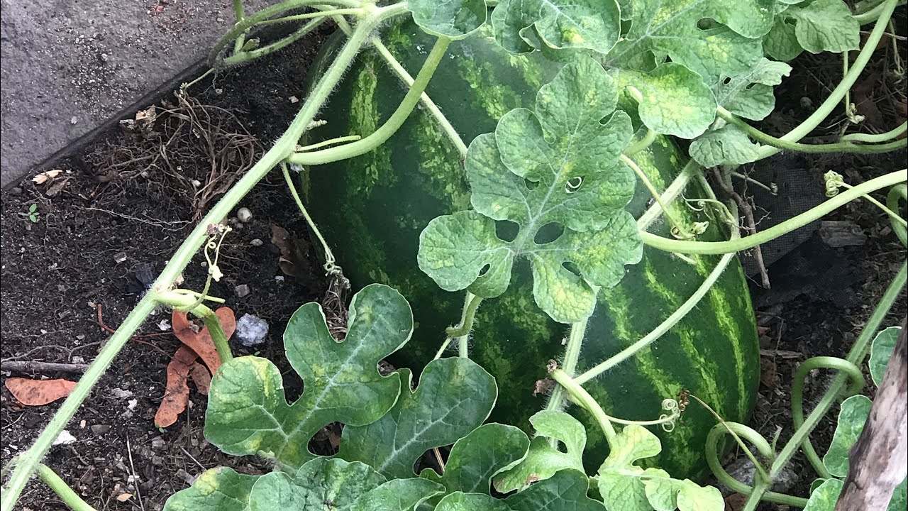 Cosecha de Sandía en casa 🍉