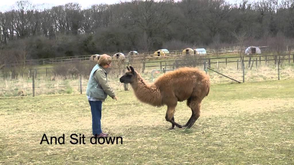 Clicker trained llama: his newest off-lead movements to signals