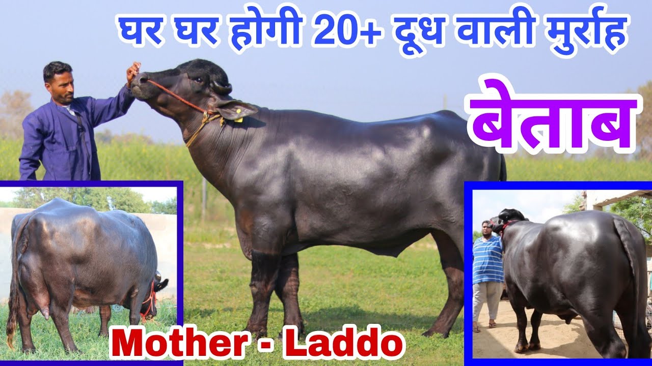 बेताब - अब होगा पशुपालन व ब्रीडिंग में सुधार || यहां मिलेगा अच्छी ब्लडलाइन के पशुओं का सीमन || HSB