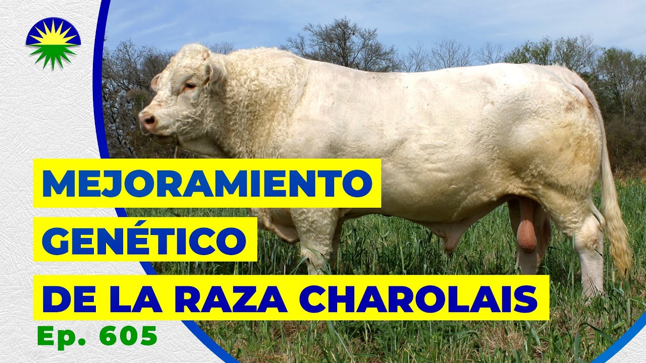 605. Mejoramiento genético de la raza Charolais