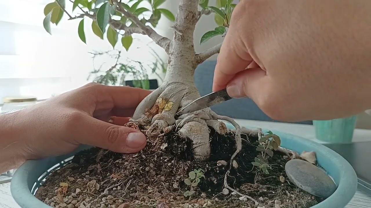 Улучшение формы небари на моем бонсае из фикуса — бонсай с нуля 🌿✂️