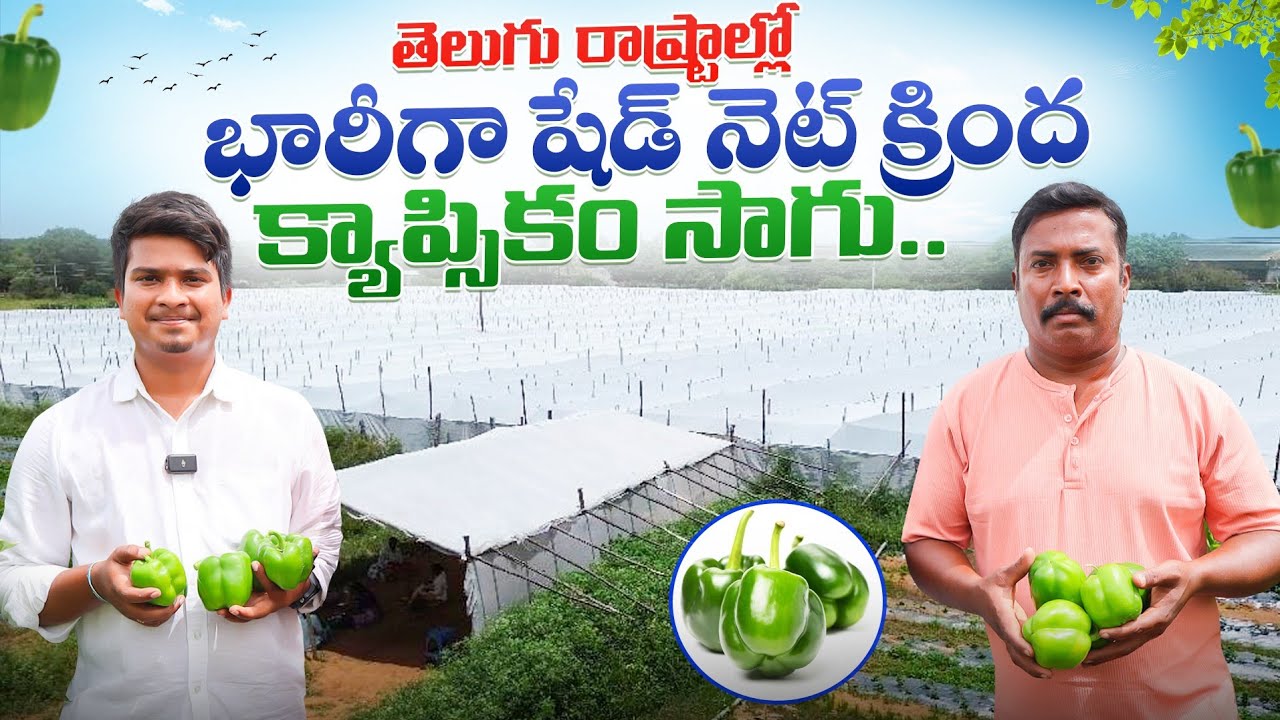 వెదురుకర్రల షేడ్ నెట్లో క్యాప్సికం సాగు | Bamboo Shadenet Capsicum Farming | Shiva Agri Clinic