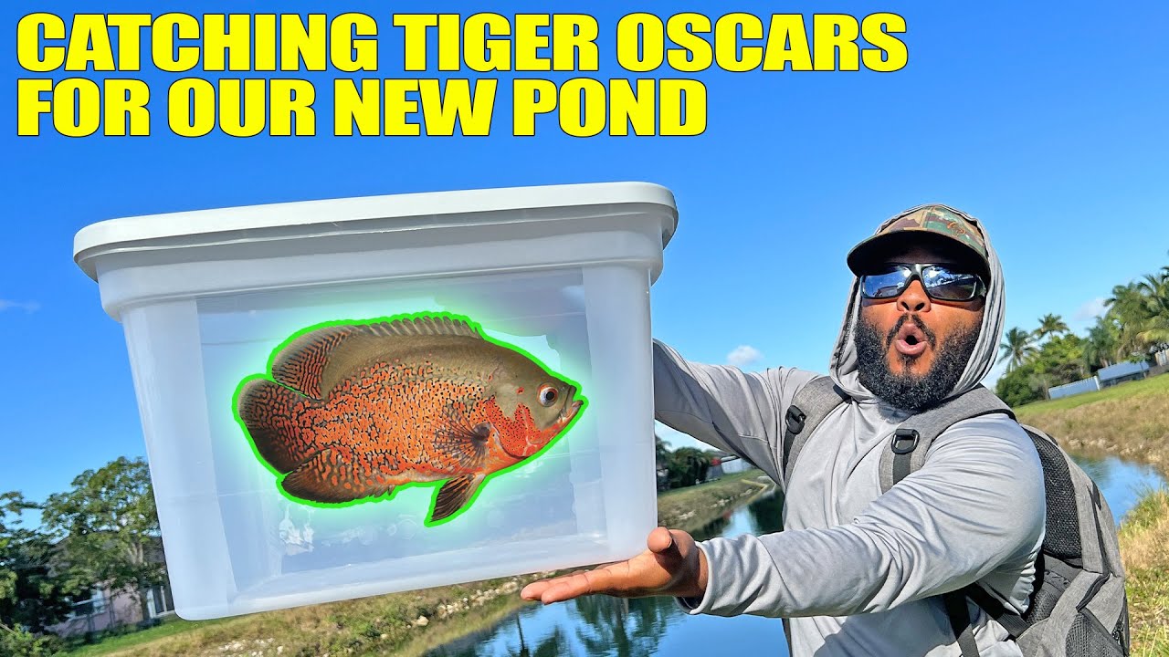 Catching Wild Tiger Oscar for New Pond!!!!