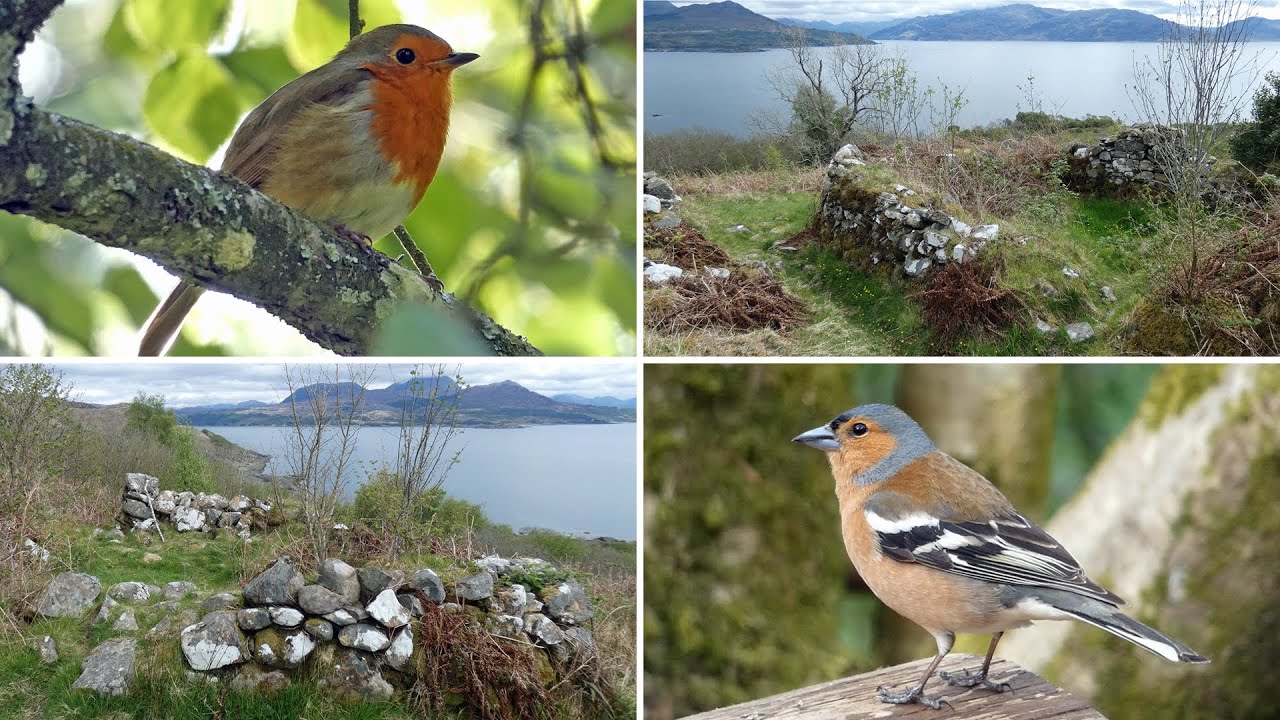 Forest Bird Song - Leitir Fura on the Isle of Skye