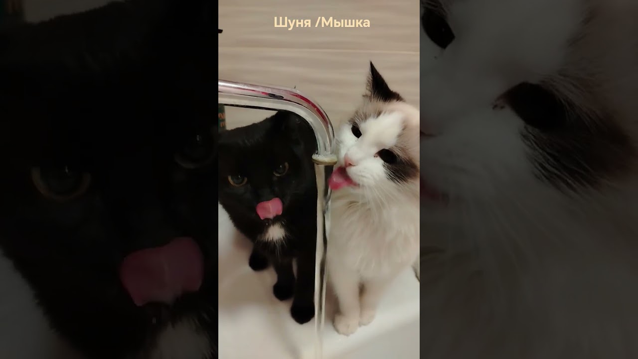 Мои ❤️Шуня/Мышка, утро начинается 😆#cat#веселыекоты#кот#petsoftiktok#котики#котик#кошка