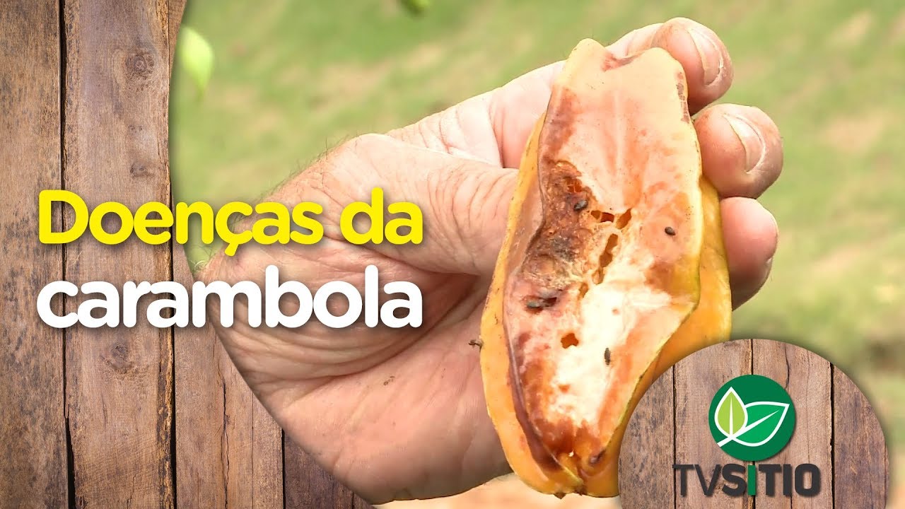 DOENÇAS DA CARAMBOLA