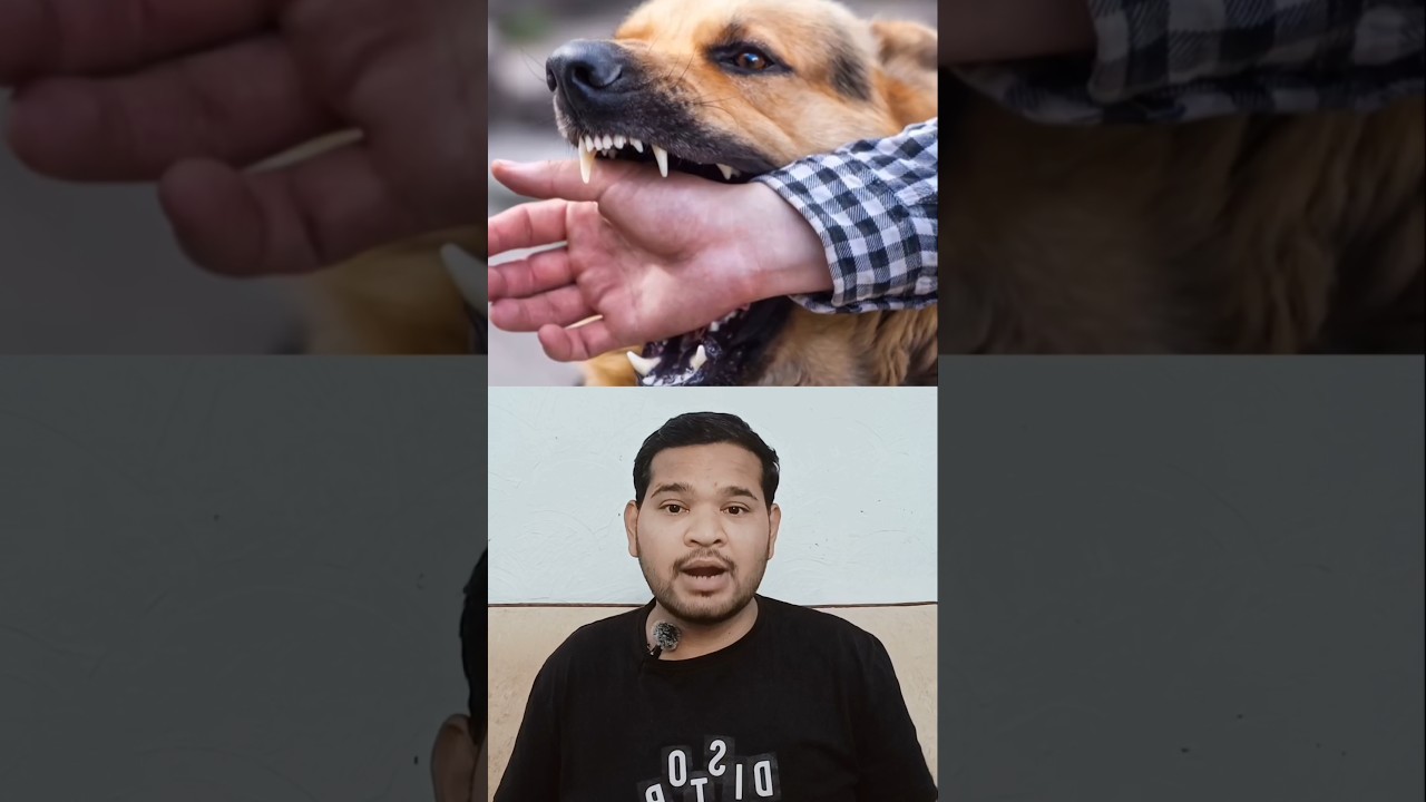 rabis , dog 