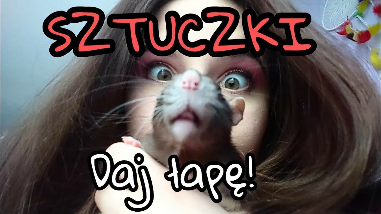 Jak nauczyć szczura sztuczki daj łapę? +Otwieranie paczek od was (56)
