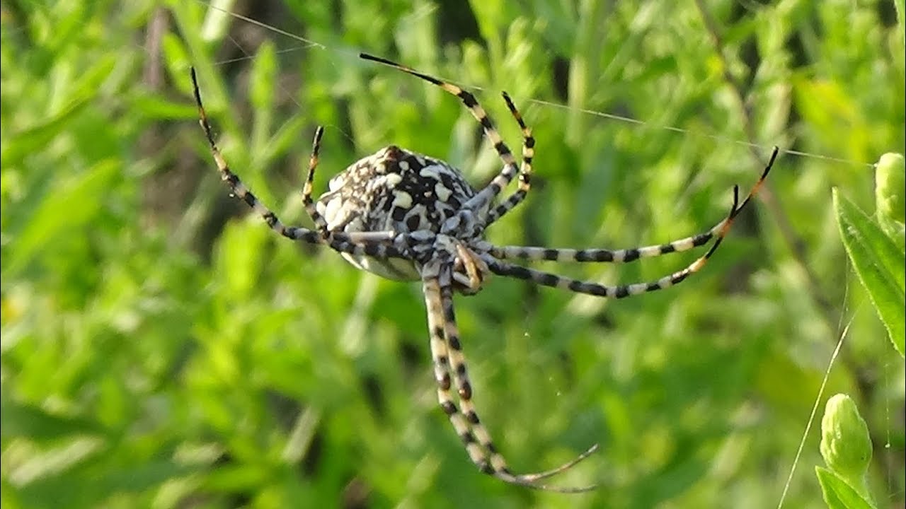 Araña tigre (Argiope lobata). La araña más monstruosa de España. GONZALO.