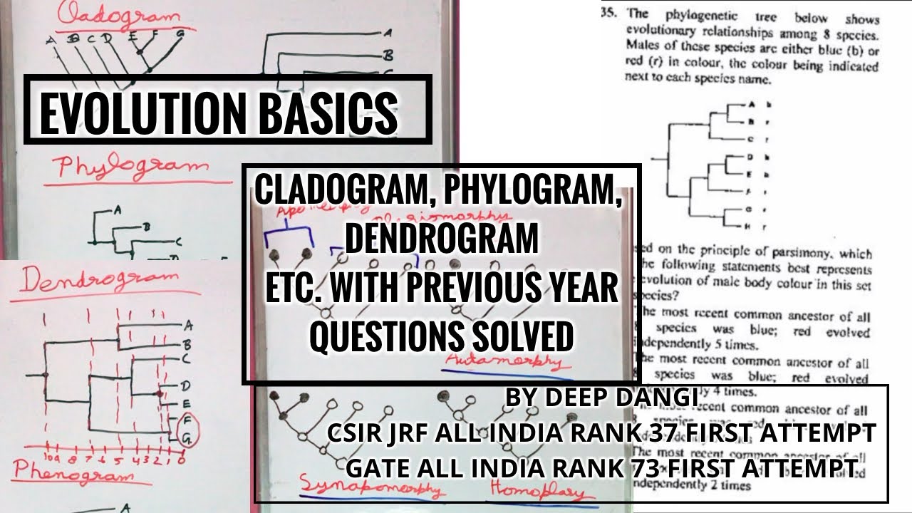 Evolution Basics Cladogram, Phylogram, Dendrogram, phylogenetic tree csir net, CSIR Net JRF question