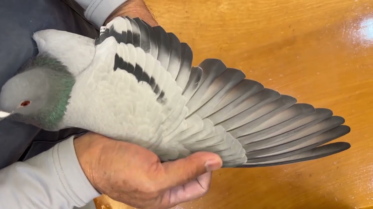 德國-科豫伯父子22-1088母（歡迎洽詢）