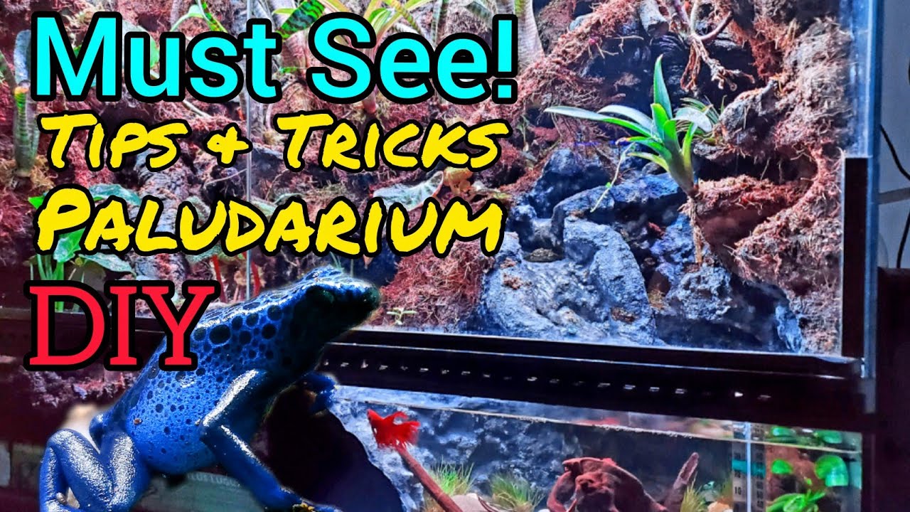 Bioactive Paludarium Vivarium Tips & Tricks DIY Naturalistic Build