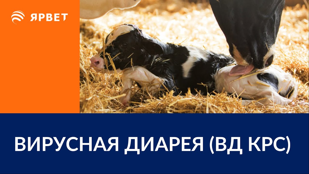 ДИАГНОСТИКА ВД КРС (BVD) С ПОМОЩЬЮ ЛАБОРАТОРИИ