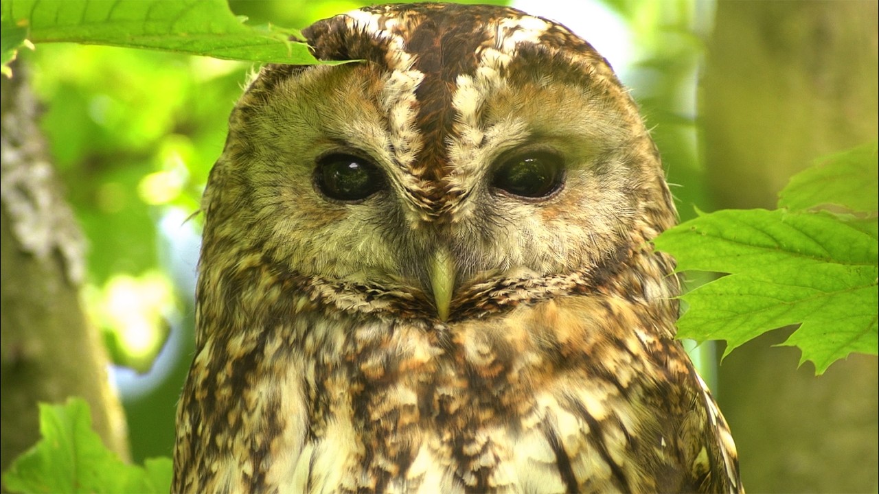 I Turned My Garden into a Haven for Wildlife and the Animals Came | My Story | Robert E Fuller