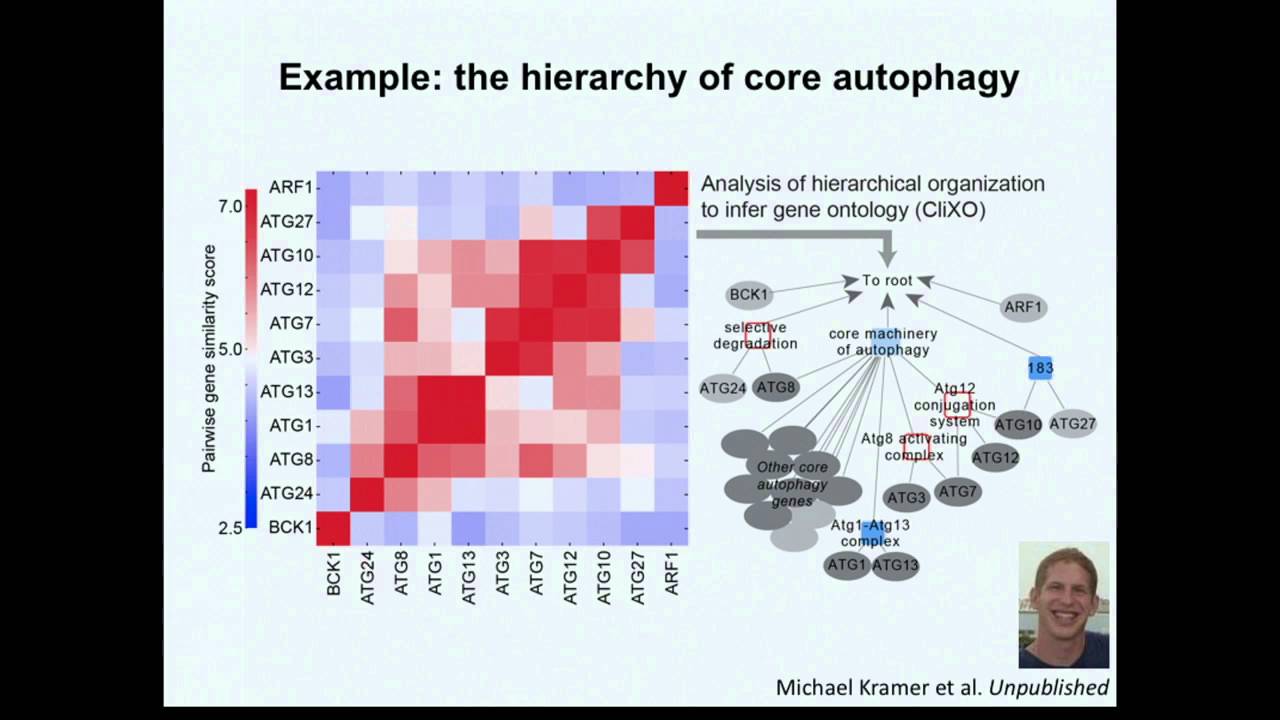 Using Molecular Networks to Seed Predictive Hierarchies of Cell Systems