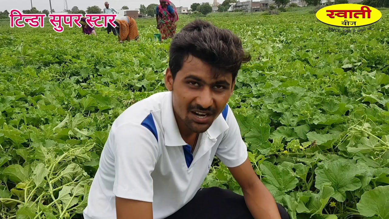 Swati seeds Tinda-super star, mo- 9426701432, 9426067260