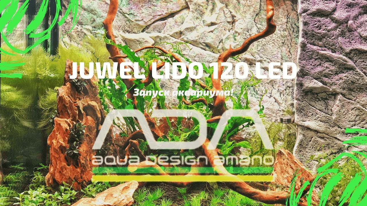 Запуск аквариума Juwel на грунте ADA Aqua Soil Amazonia