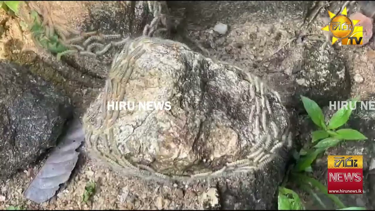 නව පාසල් වාරයේ දී පල්ලෙකන්ද විද්‍යාලයට පැමිණි අමුත්තන්  - Hiru News