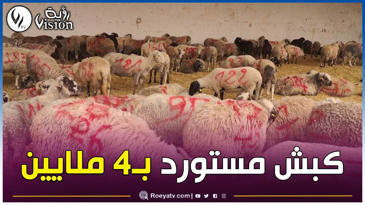 شاهد..انطلاق عملية بيع الدفعة الأولى من الأضاحي المستوردة بدائرة العقلة وبلدياتها بولاية تبسة