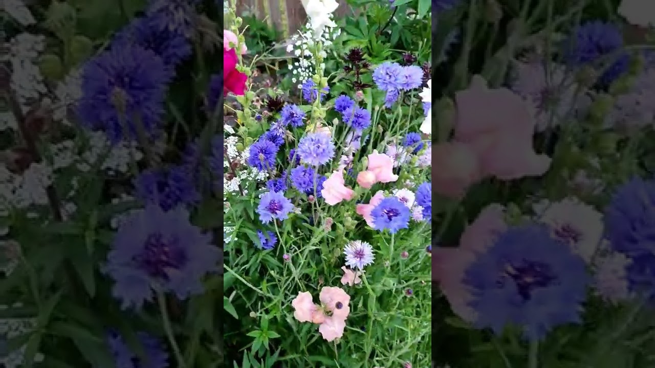 corn flowers #summer blooms #cornflowers #bachelors button