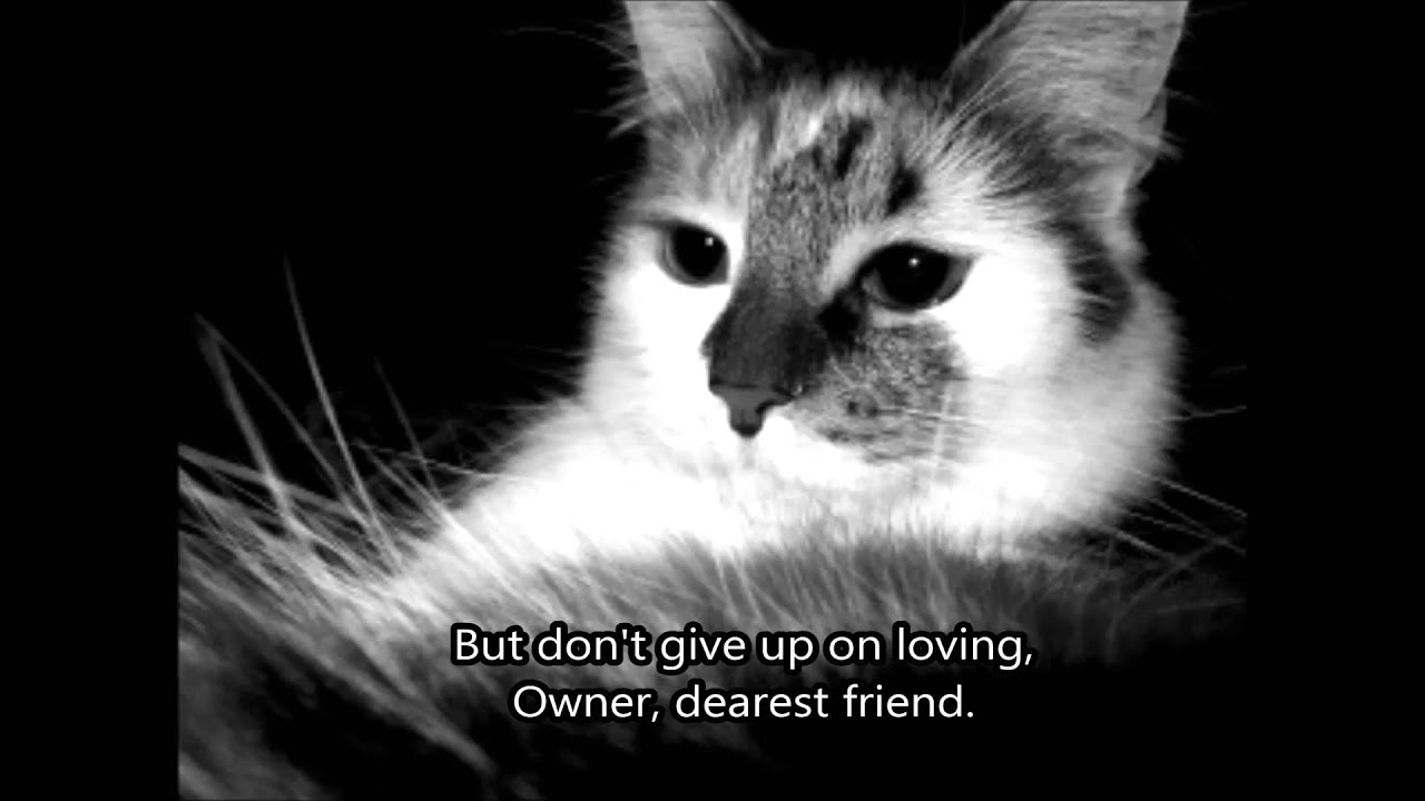 Owner, Dearest Friend ~ Letter From a Lost Pet (Pet Memorial)
