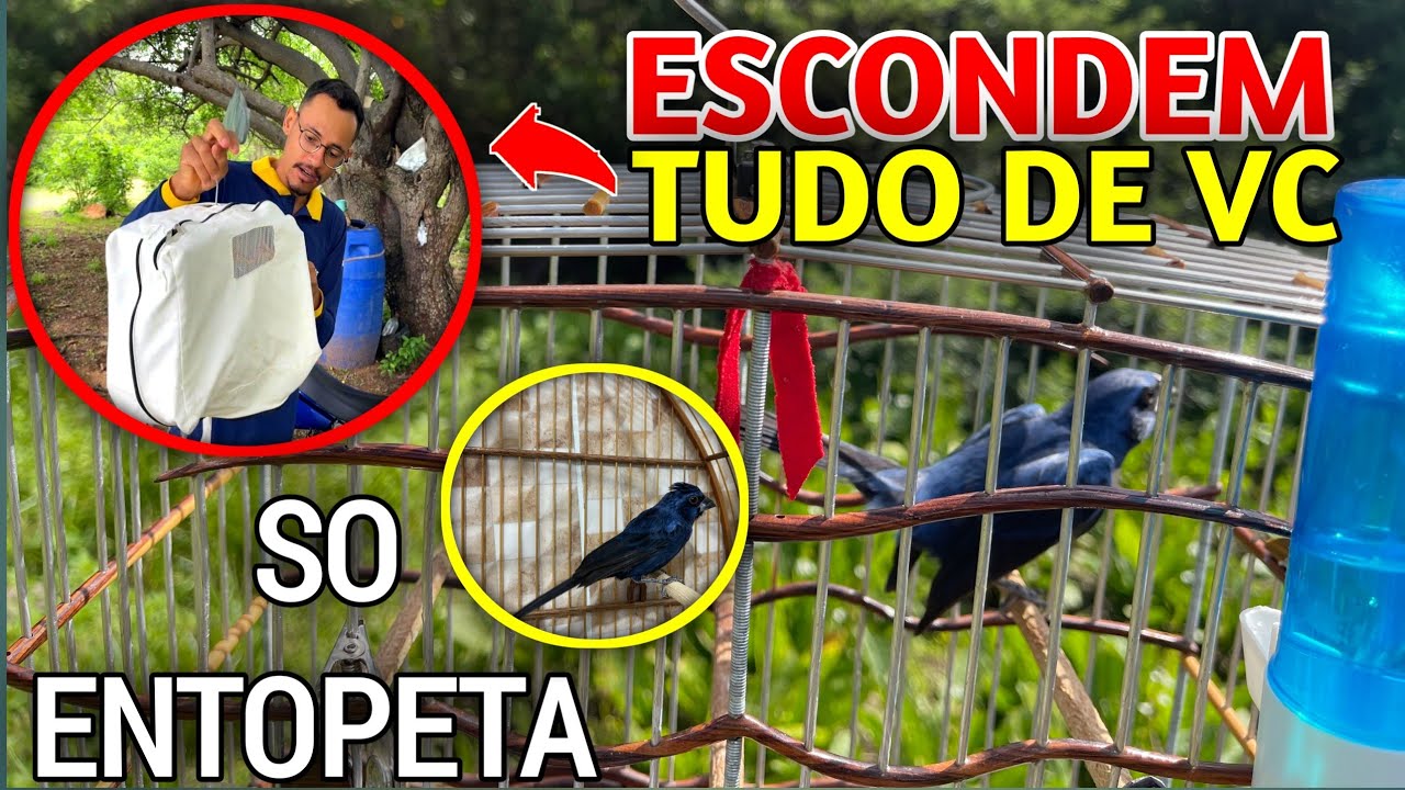 3 TRUQUES Na campeada de AZULÃO que Escondem de você 
