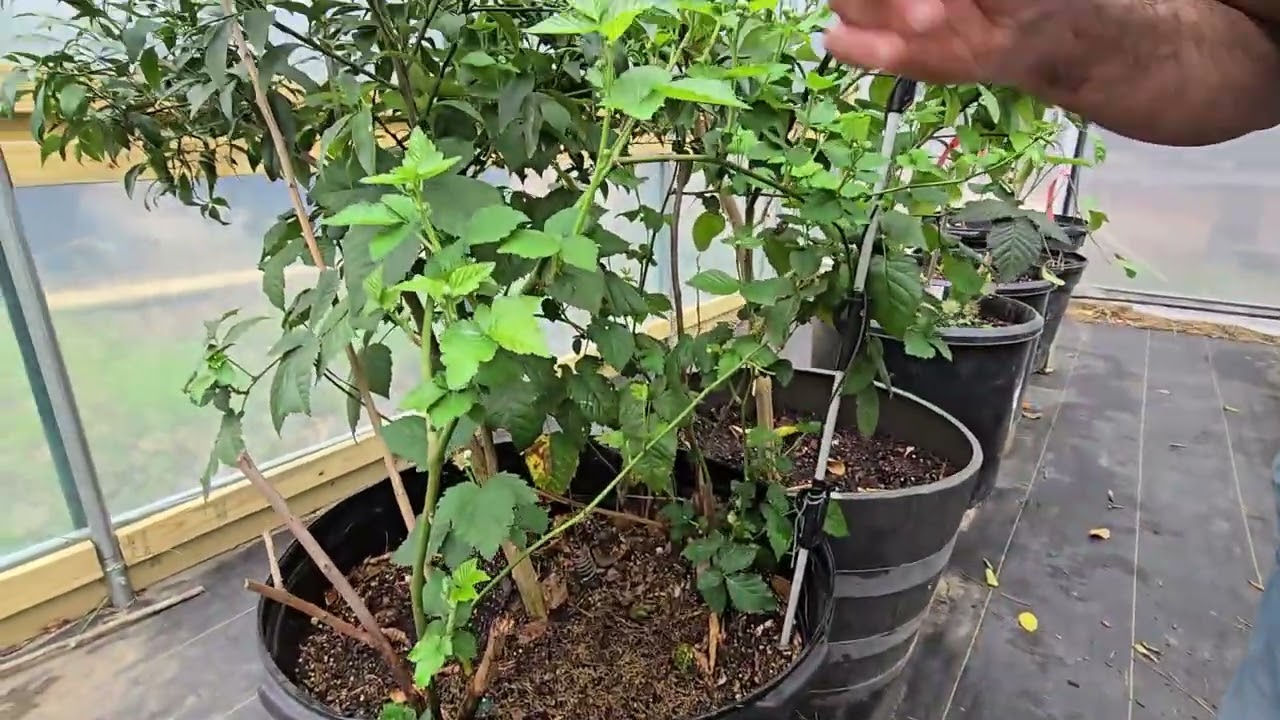 New Growth on Citrus and Winner Announced