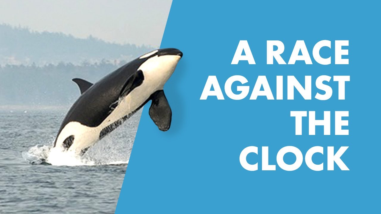 Killer Whale Research and Conservation Program | SeaWorld
