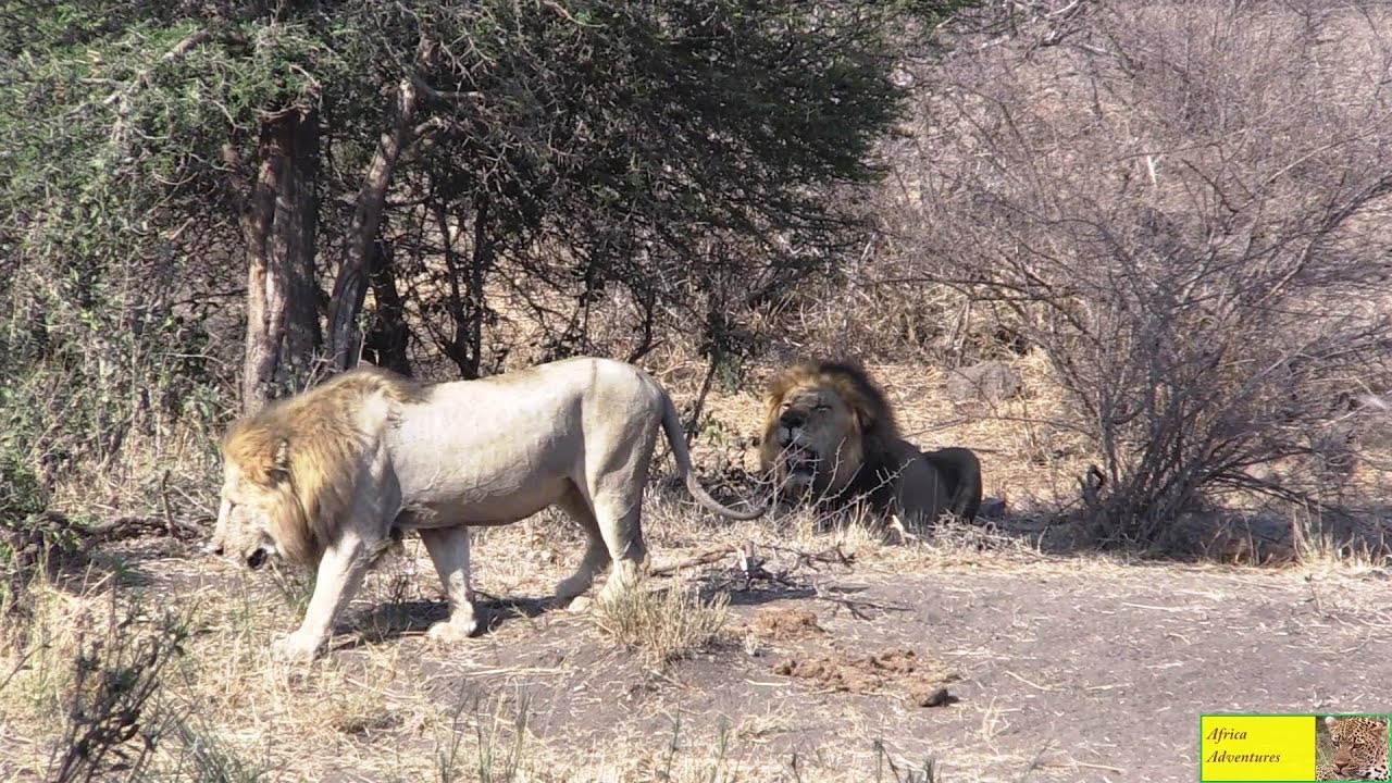 Huge Dark Mane Ngotso Male Lion Calling For His Hurt Blonde Brother